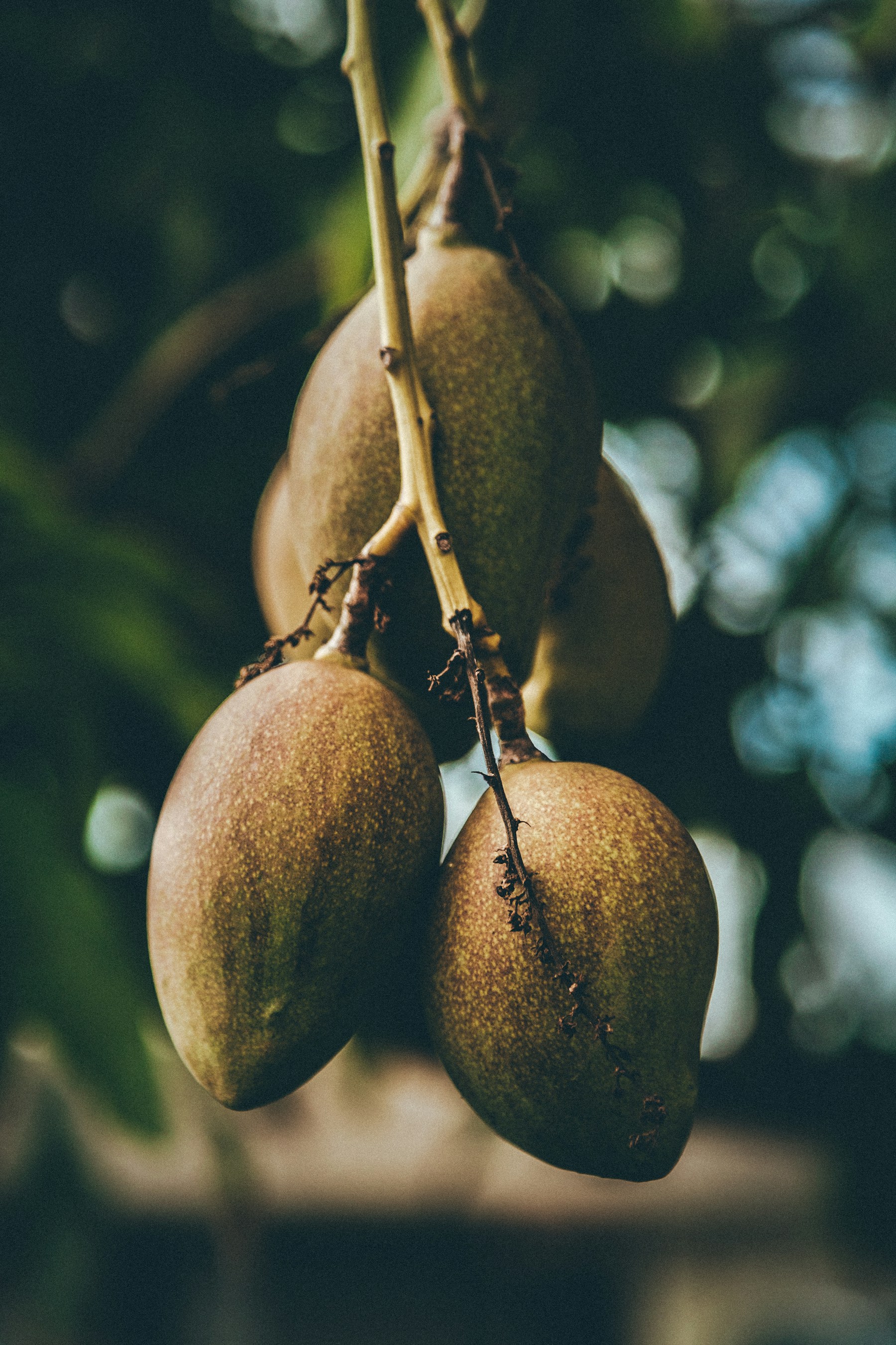 Mangos maduros de temporada