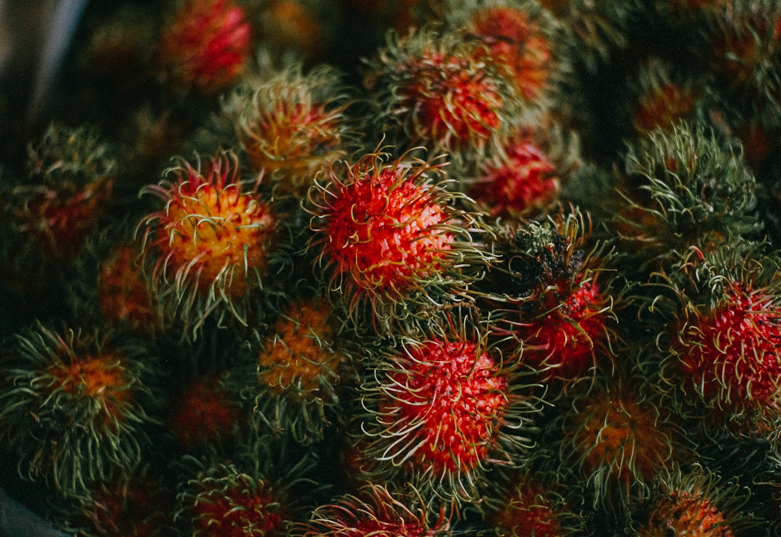 Rambutanes rojos frescos